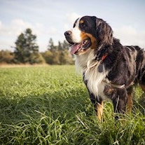 Getty Images dog min